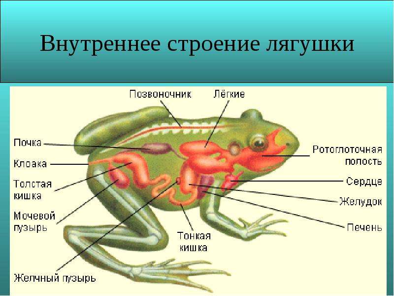 На какую тему можно сделать презентацию по биологии 7 класс