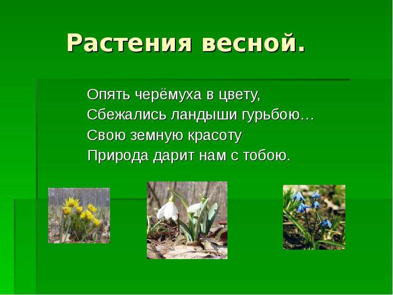 Растения родного края 2 класс окружающий. Рассказ о красоте растений. Рассказ о красоте растений родного края. Рассказ на тему красота растений. Рассказ о красоте растений 2.