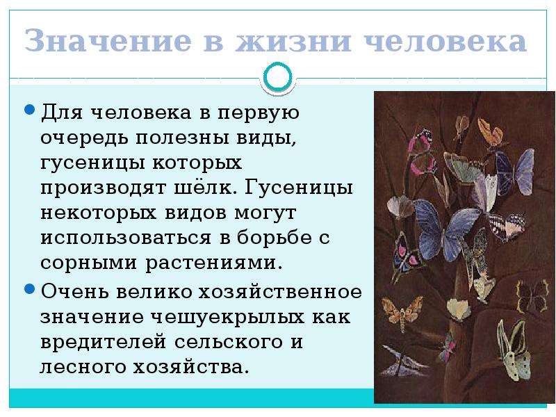 Значение ч. Чешуекрылые презентация. Признаки чешуекрылых. Бабочки и их роль в жизни человека. Отряд чешуекрылые роль в природе.