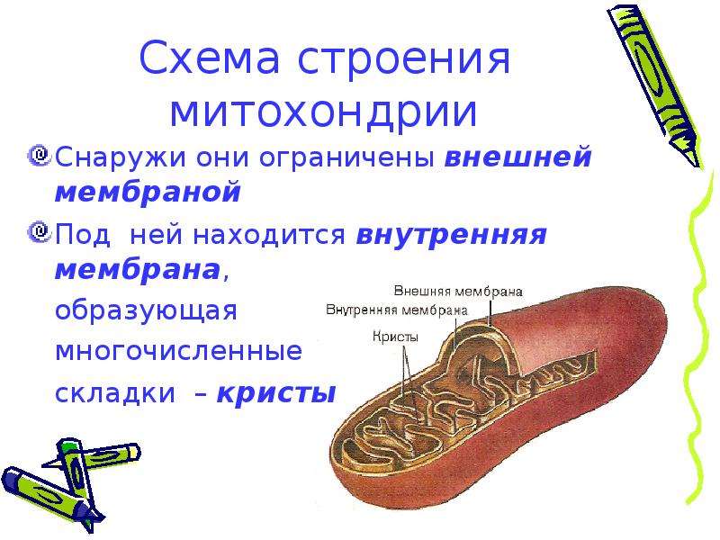 В состав рибосомы входят многочисленные кристы. Складки внутренней мембраны митохондрий.