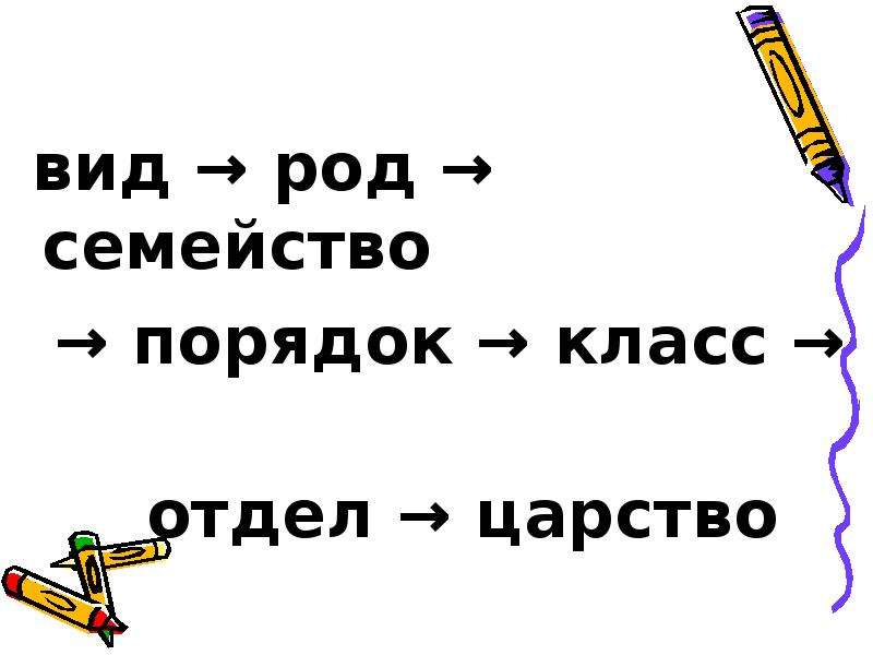 Семейство порядок класс. Бамбук царство отдел класс порядок семейство род вид. Пчёлы царство вид род семейство порядок класс отдел. Муравей царство отдел класс порядок семейство род вид.