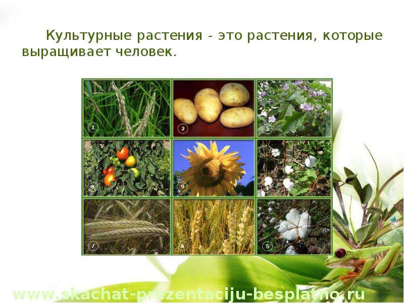 Какие растения выращивают в московской области. Культурные растения. Культурные растения растения. Дикорастущие и культурные растения. Растения которые выращивает человек.