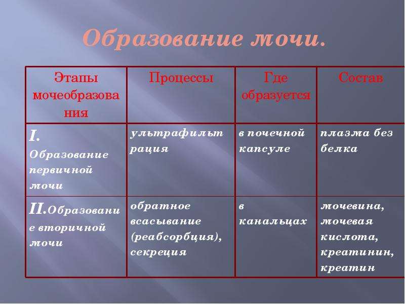 Функция образования мочи. Процесс образования мочи этапы. Стадии образования мочи. Фазы процесса образования мочи. Этапы образования мочи таблица.