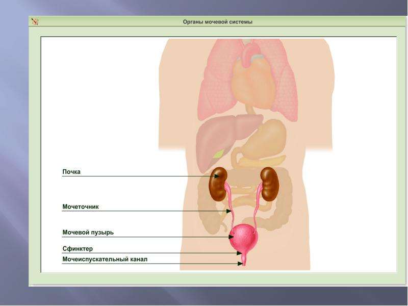 Органы выделения 7 класс презентация