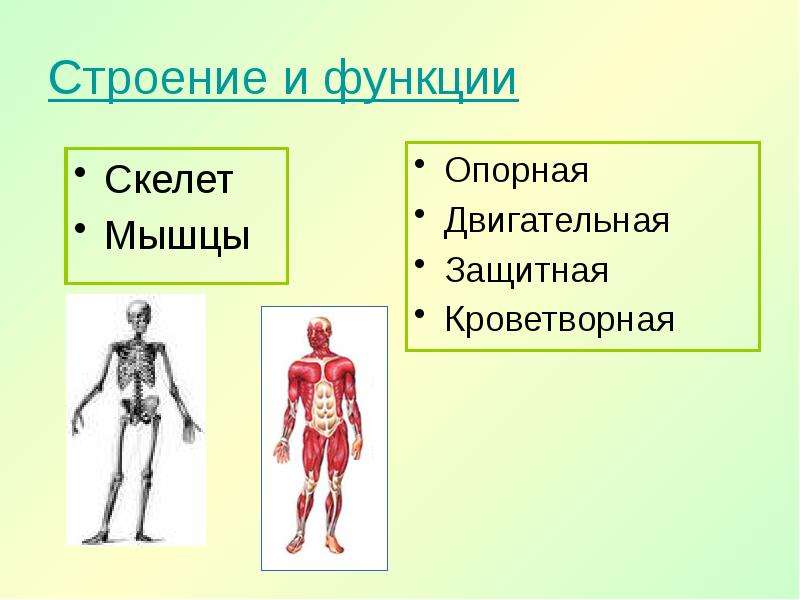 Опорная функция скелета человека