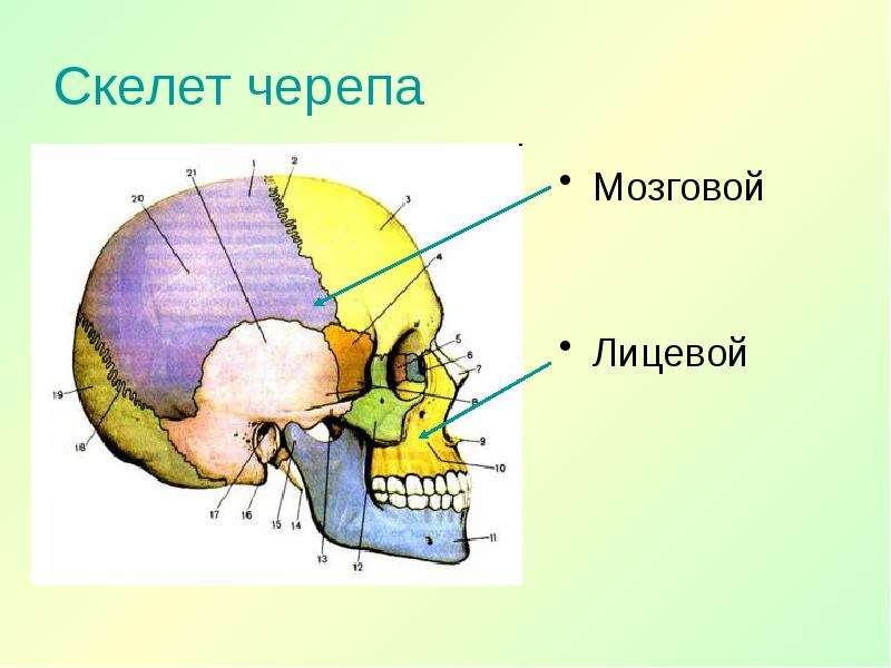 Соотношение мозгового и лицевого черепа. Функции мозгового и лицевого отделов черепа. Мозговой и лицевой череп. Кости мозгового и лицевого отдела черепа. Мозговой череп.