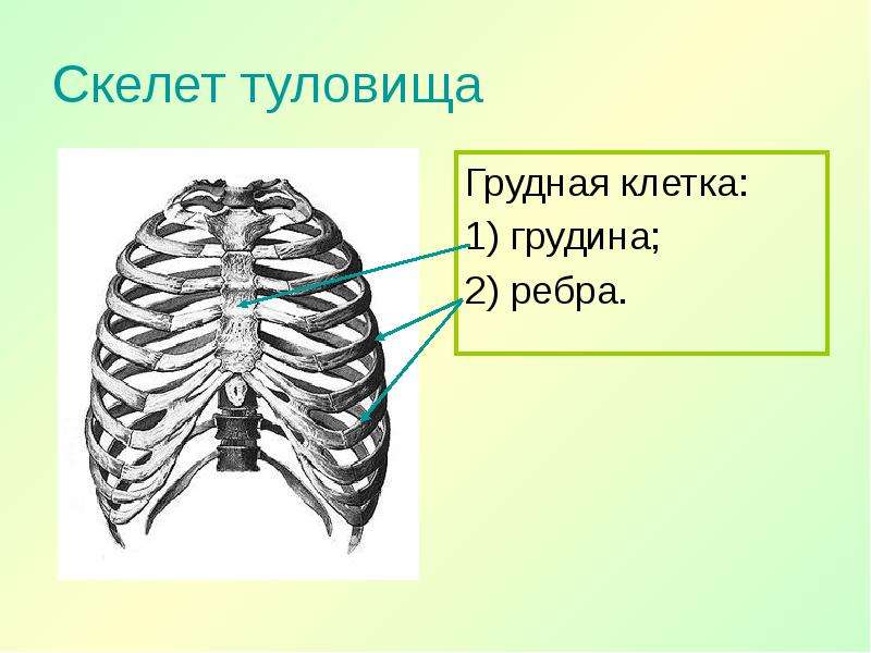 Туловище грудная клетка. Скелет туловища Грудина. Скелет туловища грудная клетка. Скелет туловища,позвоночник,ребра,Грудина. Скелет туловища человека грудная клетка.