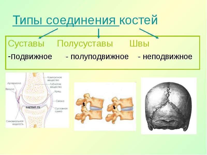 Какие кости соединяются подвижно. Блоковое соединение костей. Подвижное полуподвижное и неподвижное соединение костей. Неподвижные полуподвижные и подвижные соединения костей. Опорно двигательная система соединение костей.