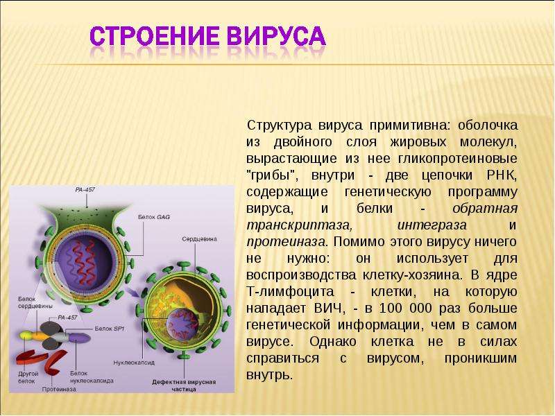 Воспроизводство клеток. Строение вируса ВИЧ. Строение вируса гепатита в. Дополнительная липидная оболочка вируса.