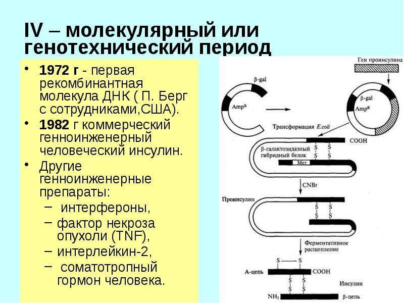 Плазмида содержащая ген инсулина