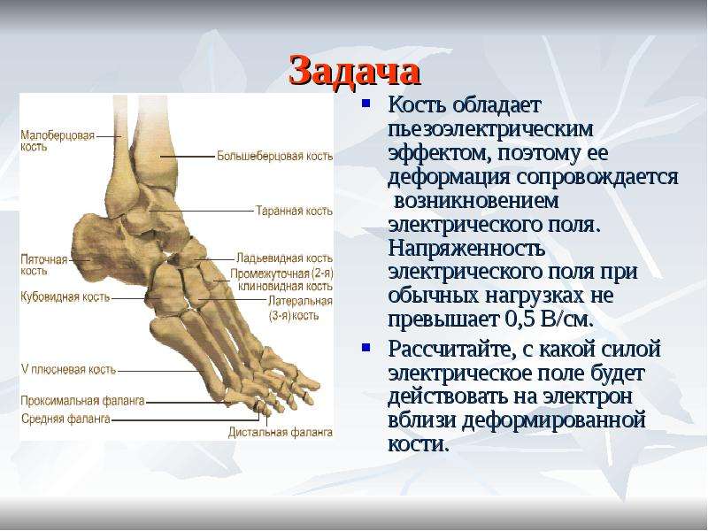 Болит кубовидная кость. Пяточно-кубовидный сустав движения. Боль между пяточной и кубовидной костью. Пяточно-кубовидный сустав характеристика. Каким свойством не обладает кость?.