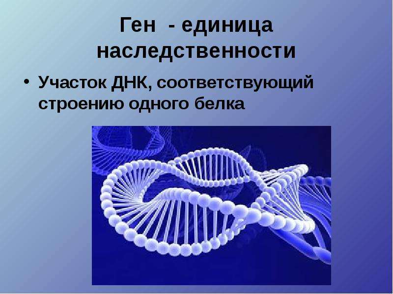 Наследственная информация ген. ДНК полимер. Наследственность ДНК. Ген единица наследственности. Генная наследственность.