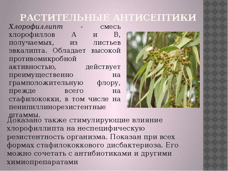 Из какого растения получают ингредиент филобиома актив. Растения антисептики. Хлорофиллипт трава. Растительного антисептики растительного. Антисептики растительного происхождения листья эвкалипта.