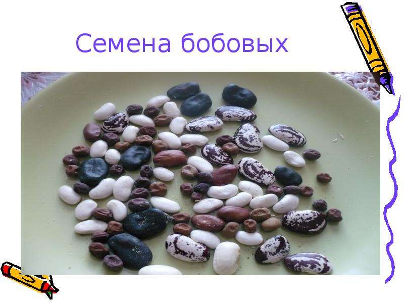 8 бобов. Семена бобовых. Семена презентация. Бобы семена окружающий мир. Семена растений из Кубы.