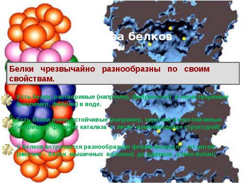 Презентация по химии аминокислоты белки