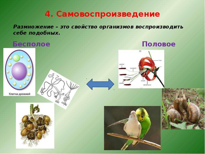 Решение по картинке биология