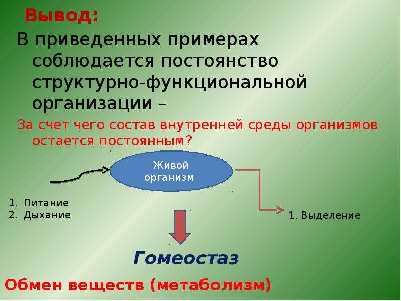 Проект по биологии на тему память