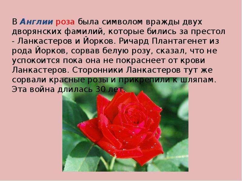 Символ англии. Роза символ Англии. Красная роза символ Англии презентация. Роза символ Англии история. Неофициальные символы Англии.