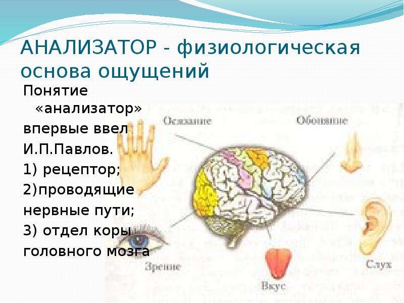 


АНАЛИЗАТОР - физиологическая 
основа ощущений
Понятие «анализатор» 
впервые ввел 
И.П.Павлов.
1) рецептор;
2)проводящие 
нервные пути;
3) отдел коры 
головного мозга
