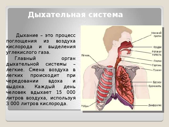 Какие органы принимают участие в дыхании. Дыхательная система. Органы дыхательной системы человека. Дыхательная система органов дыхания. Органы дыхания человека легкие.