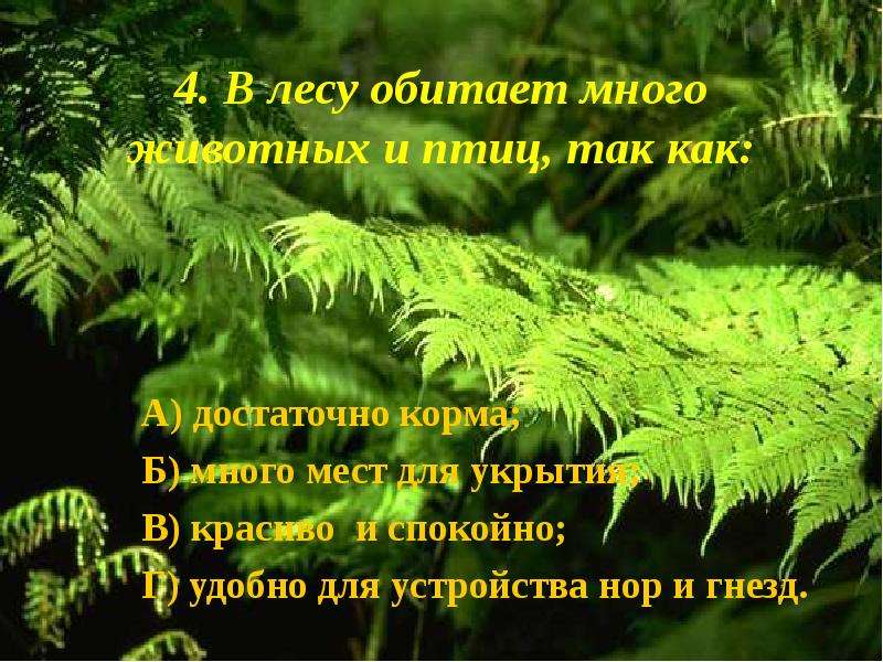 Многие животные связаны с растениями так как. Какие растения обитают в Лесной зоне. Растения обитающие в роще. Лесные растения являются домом и укрытием для многих животных. Растения, найденного в Лесной зоне на Тайване..