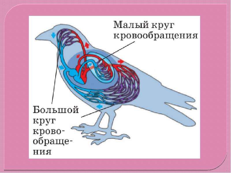 Схема строения кровеносной системы птиц