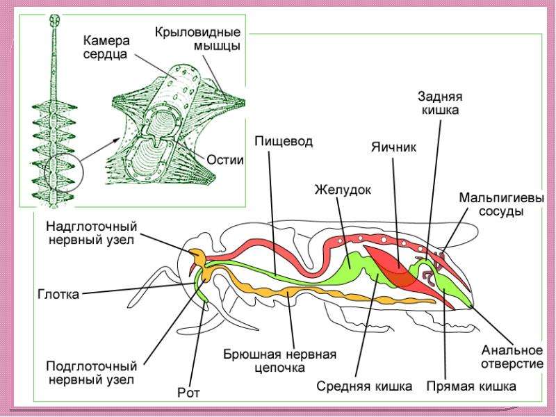 Рассмотрите схему строения кровеносной системы пчелы имеют ли