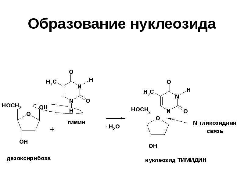 Схема гидролиза нуклеозидов