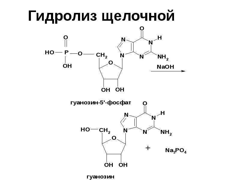 Схема гидролиза нуклеиновых кислот