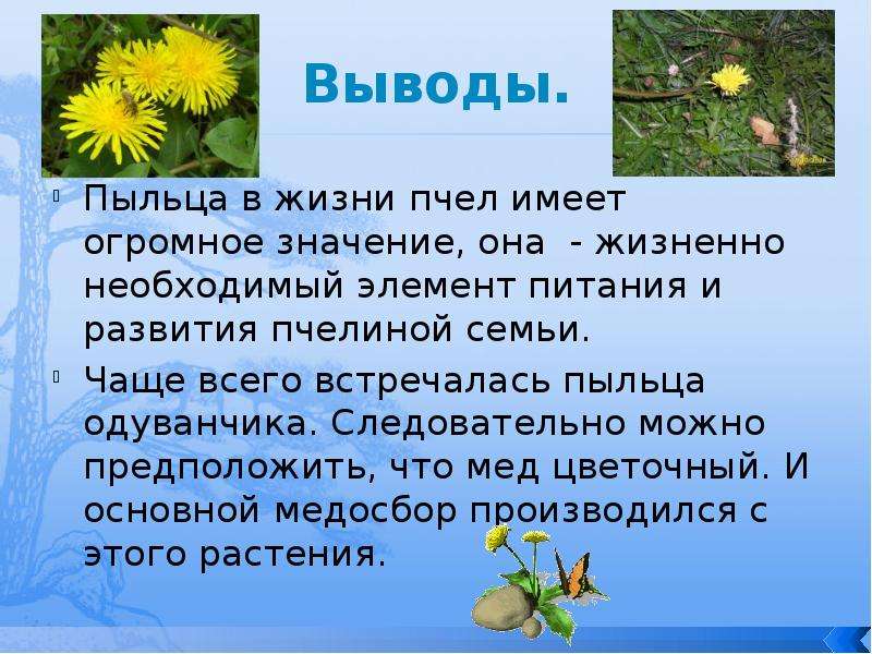 Вывести одуванчик. Заключения одуванчик. Вывод про одуванчик. Пыльца одуванчика. Информация вывода одуванчики.