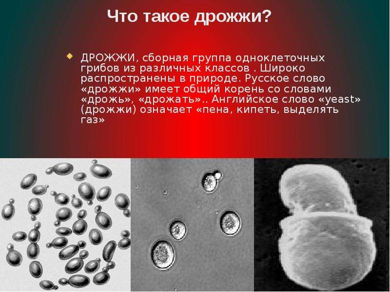 Дрожжи простые. Одноклеточные дрожжи. Дрожжи презентация. Представители дрожжей. Группа грибов дрожжи.