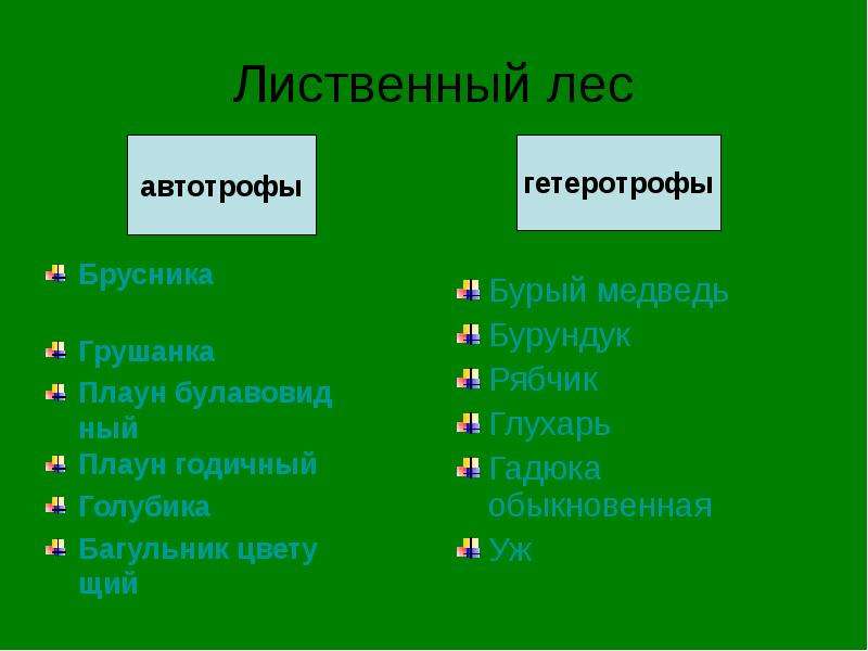 К автотрофам относятся. Гетеротрофы листопадного леса. Дуб автотроф или гетеротроф. Автотрофы леса.