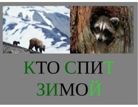 КТО СПИТ ЗИМОЙ