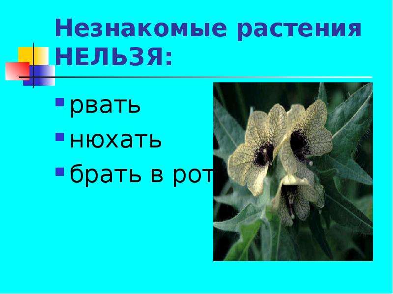 Какое растение нельзя