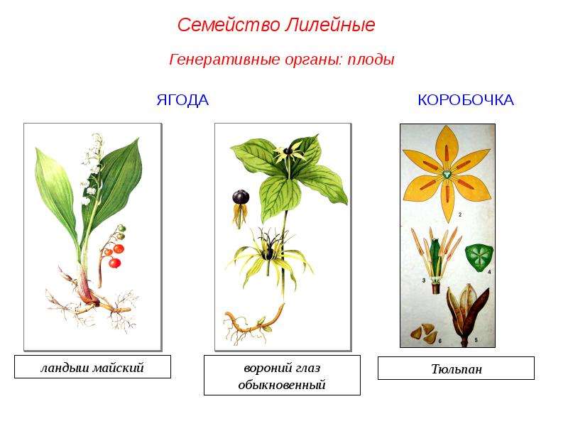 Рисунок коробочка биология