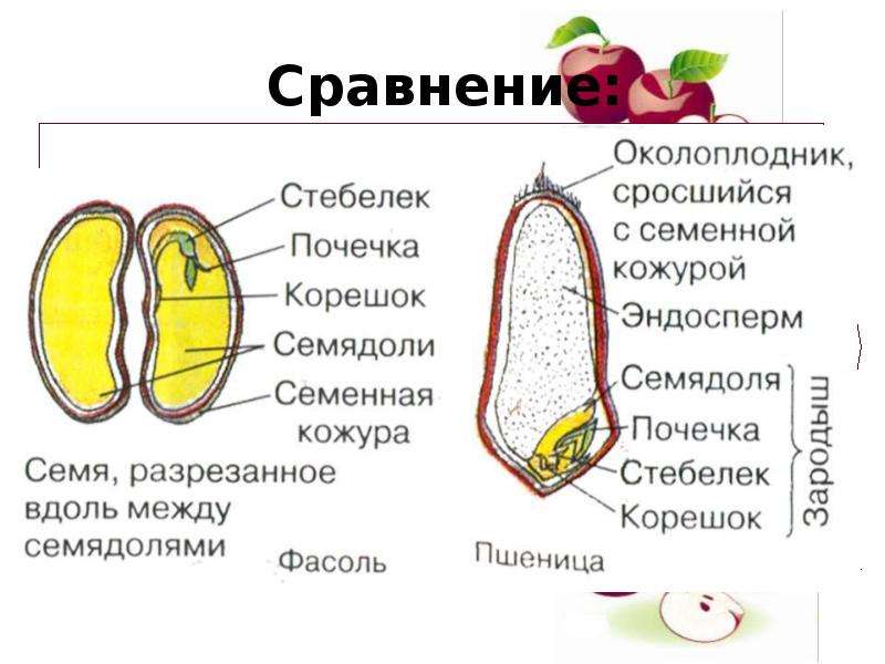 Однодольные и двудольные растения лабораторная работа. Строение семени гороха. Однодольные растения семя гречихи. Сравнение однодольных и двудольных семян. Однодольные зародыш околоплодник и.