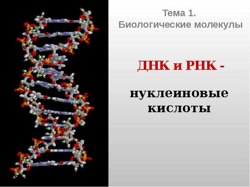 Презентация днк и рнк нуклеиновые кислоты