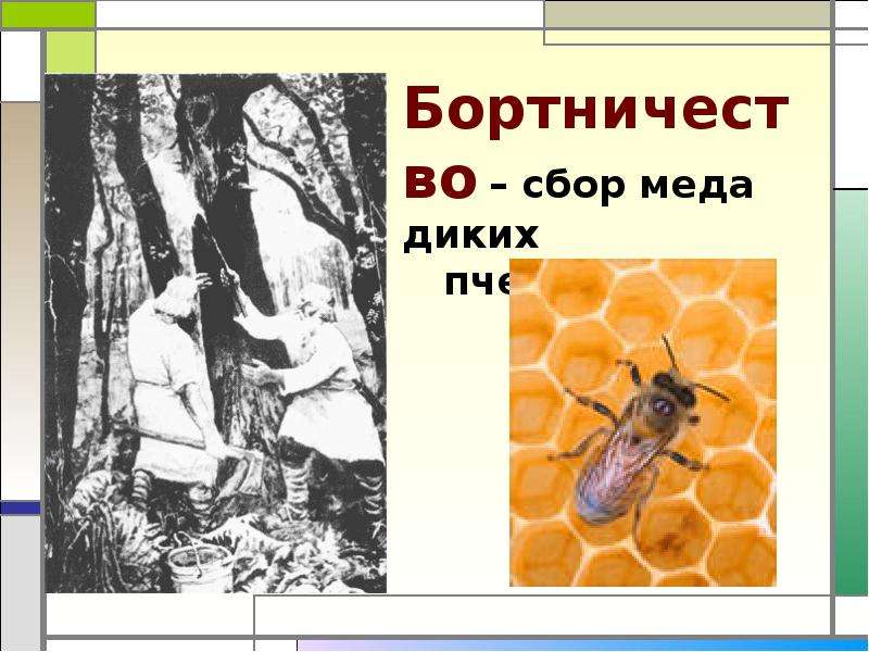 Презентация на тему бортничество в жизни средневековой руси