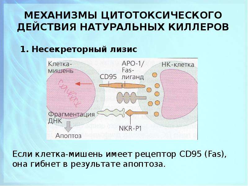 Цитотоксические т клетки. Механизм цитотоксического действия натуральных киллеров. NK клетки механизм действия. Механизмы реализации цитотоксичности NK-клеток. Цитотоксичность NK клеток.