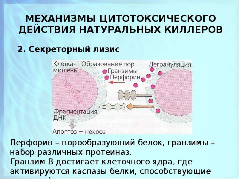 Цитотоксические т клетки. Механизм действия клетки т киллеры. NK клетки механизм действия. Естественные киллеры иммунология. Механизм цитотоксического действия NK-клеток.