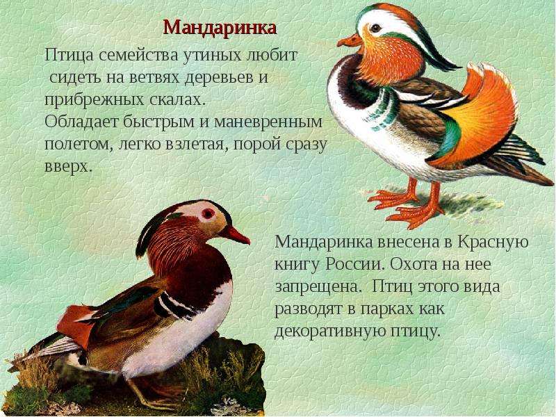 Мандаринка рассказы. Доклад о утке мандаринке. Утка-Мандаринка красная книга. Птицы из красной книги Мандаринка. Рассказ про утку мандаринку.