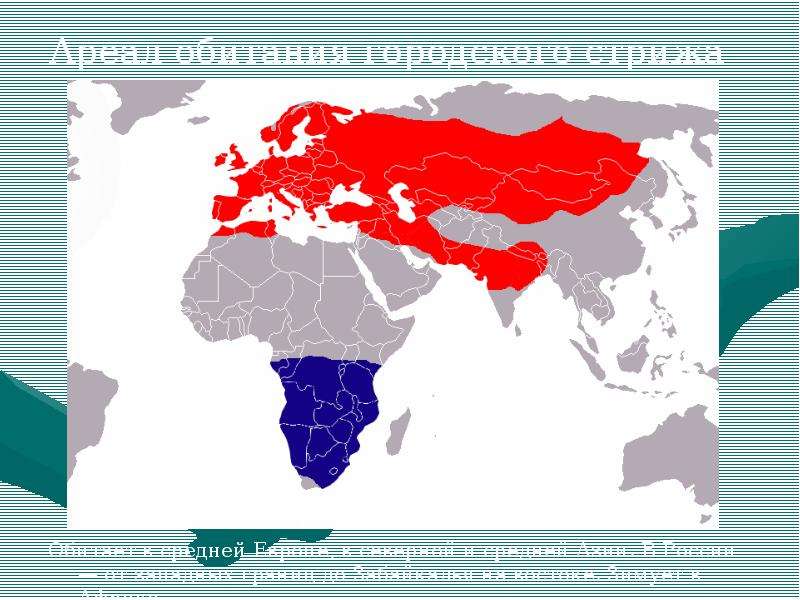 Ареал аистов. Черный Аист ареал обитания. Ареал обитания пчел. Ареал обитания чёрных аистов. Карта обитания пчёл.