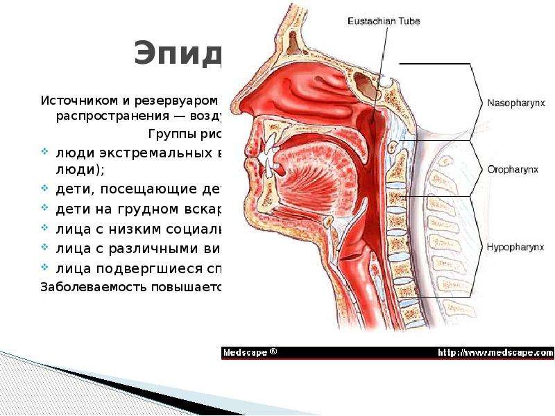 Носоглотка человека. Носоглотка вид спереди.