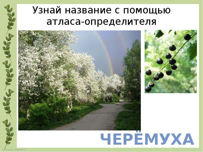 Посмотри название. Что растет в городе. Окружающий мир 1 класс что растет в городе. Что растет в городе презентация 1 класс перспектива. Город сад окружающий мир 1 класс перспектива.