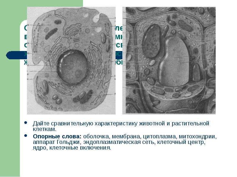 Включения растительной клетки и животной. Задачи на тему клетка. Гипотеза на тему клетка. Устройство опорных клеток.