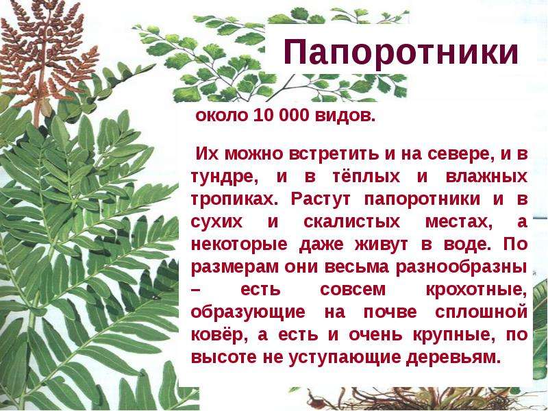 Папоротник окружающий мир. Папоротник доклад. Сообщение о папоротнике. Папоротник доклад 3 класс. Папоротник доклад 3 класс окружающий мир.