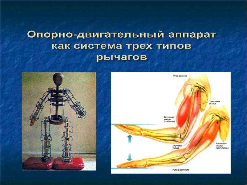 Нужна ли физика. Опорно-двигательная система человека фото. Исследование опорно-двигательного аппарата. Опора опорно двигательного аппарата. Кластер опорно двигательная система.