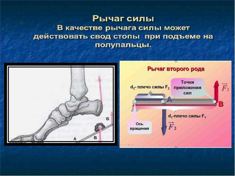 Какое действие на рычаг силы