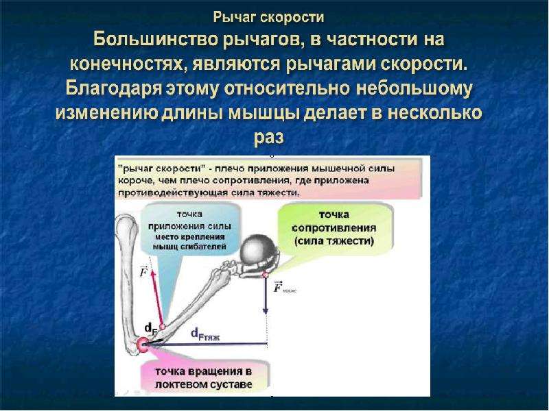 Нужна ли физика. Рычаг скорости. Рычаг скорости в теле человека. Характеристика рычага скорости. Рычаги скорости характеризуются.