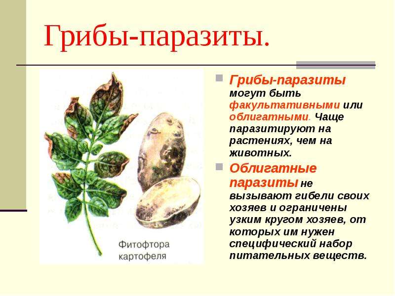 Грибы паразиты растений животных и человека презентация